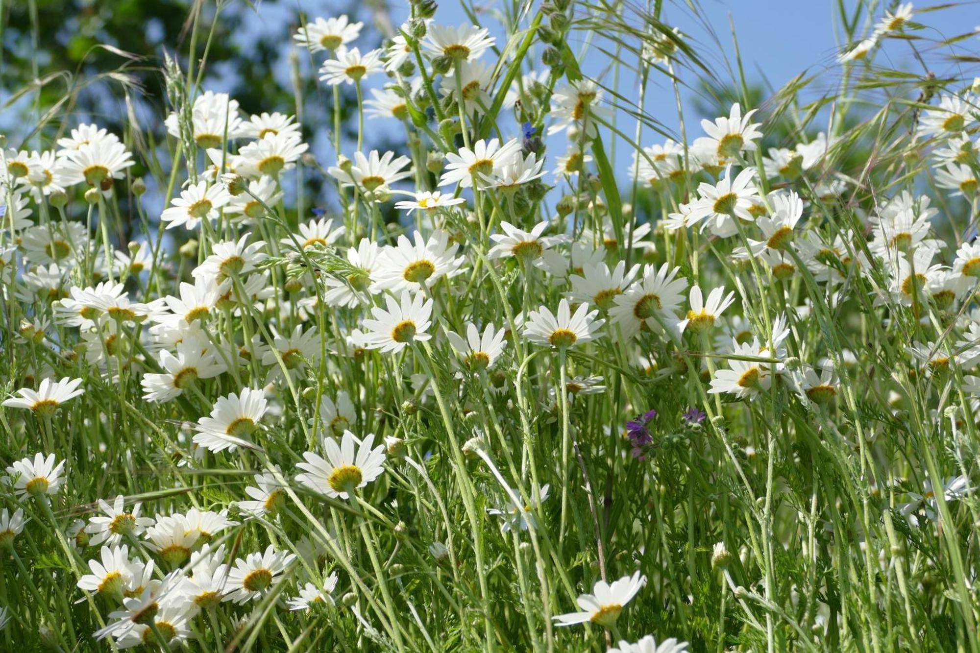 Naturgarten Karlsfeld In Der Schoenen Lausitz Welzow Luaran gambar